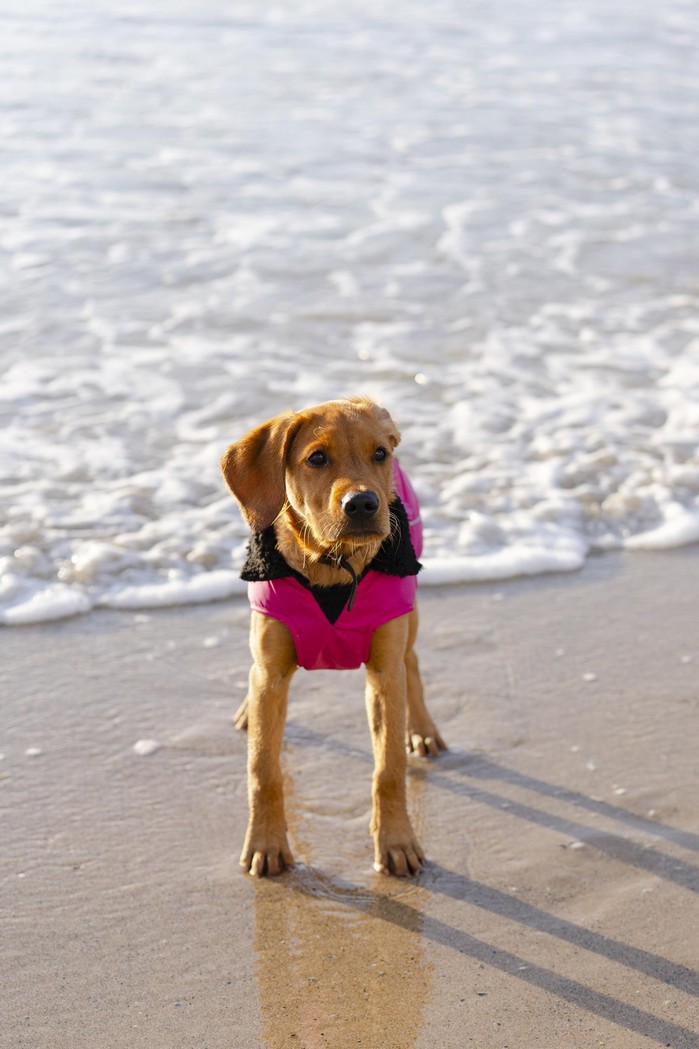 DRYROBE Dog Coat Hundemantel Pink Schwarz