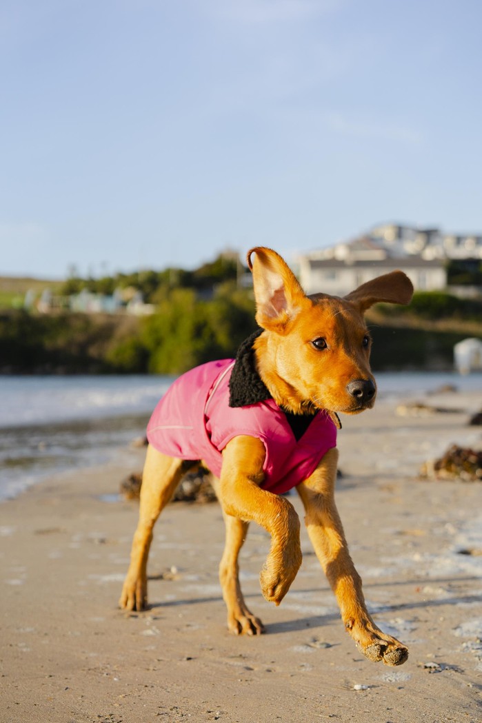 DRYROBE Dog Coat Hundemantel Pink Schwarz