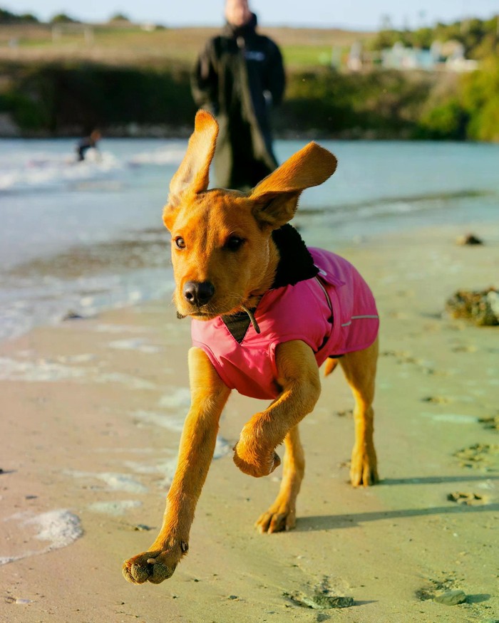 DRYROBE Dog Coat Hundemantel Pink Schwarz